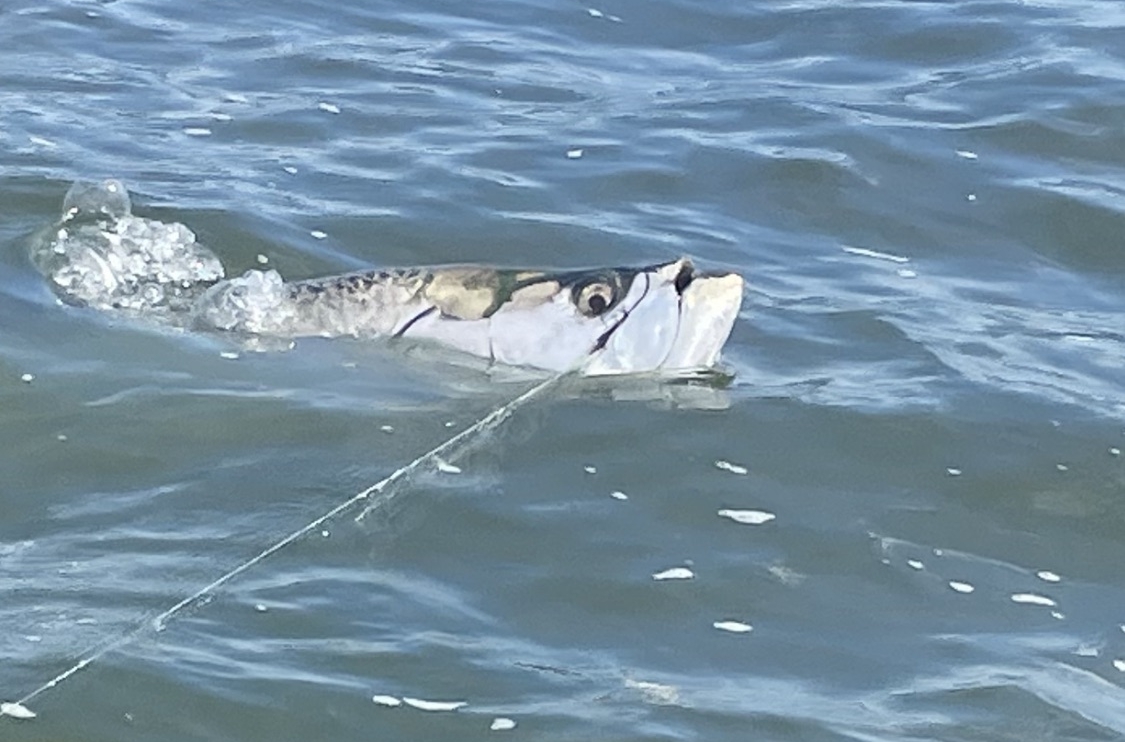 Methods of Catching the Silver King